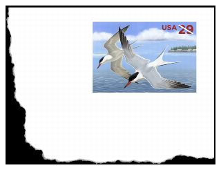 Stamp Announcement 11-13: Common Terns
