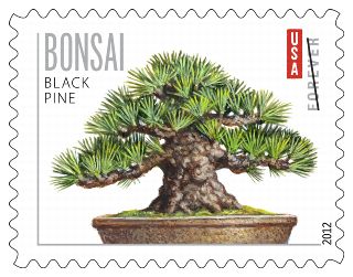 Stamp Announcement 12-12: Bonsai, Black Pine