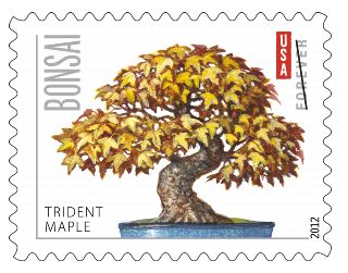 Stamp Announcement 12-12: Bonsai, Trident Maple