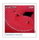 Cranberry harvest stamp