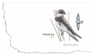 Stamp Announcement 13-14: Bank Swallow Stamped Envelope