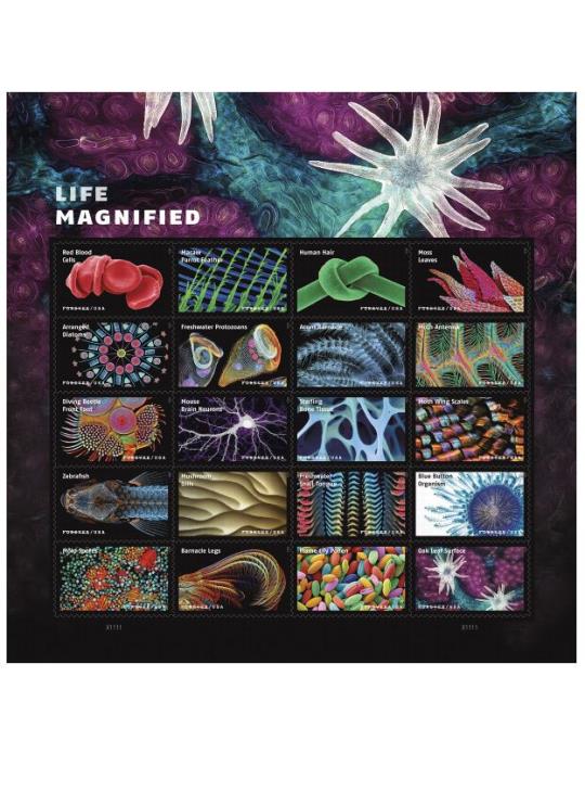 Life Magnified Flyer