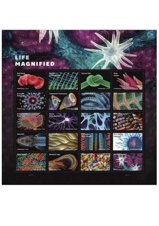 Life Magnified Poster