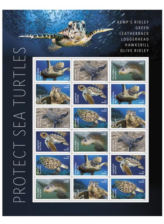 Protect Sea Turtles Poster.
