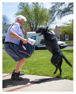 image of dog attacking mail carrier.