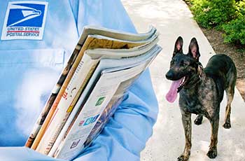 Dog behind letter carrier